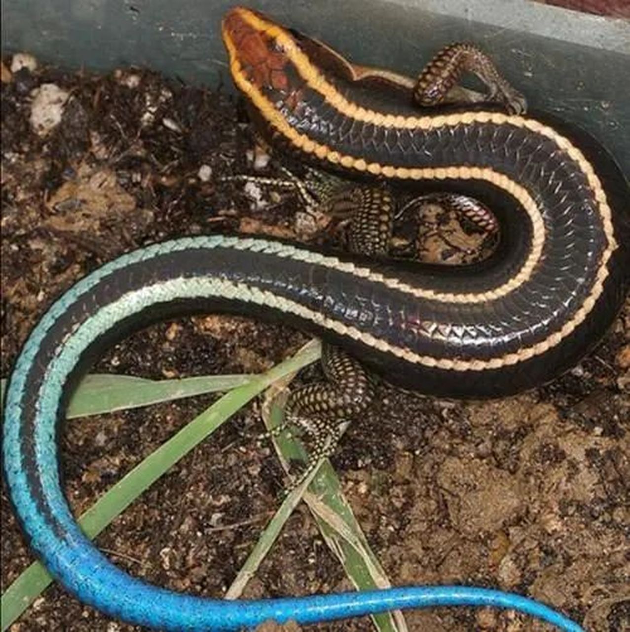 有手有脚—太平洋蓝尾岛蜥 石龙子06科 分布在印尼9499马来西亚