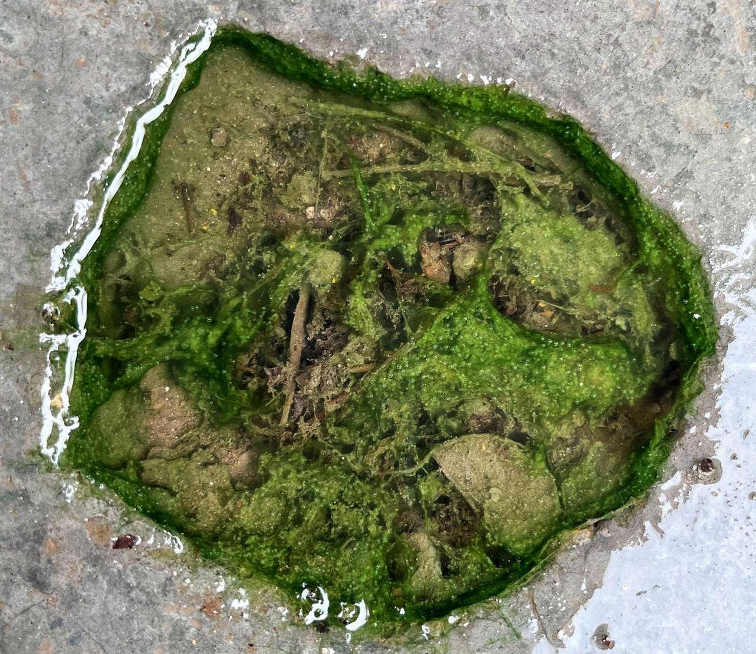 这么小的水坑天上有个洞#趣图呵呵