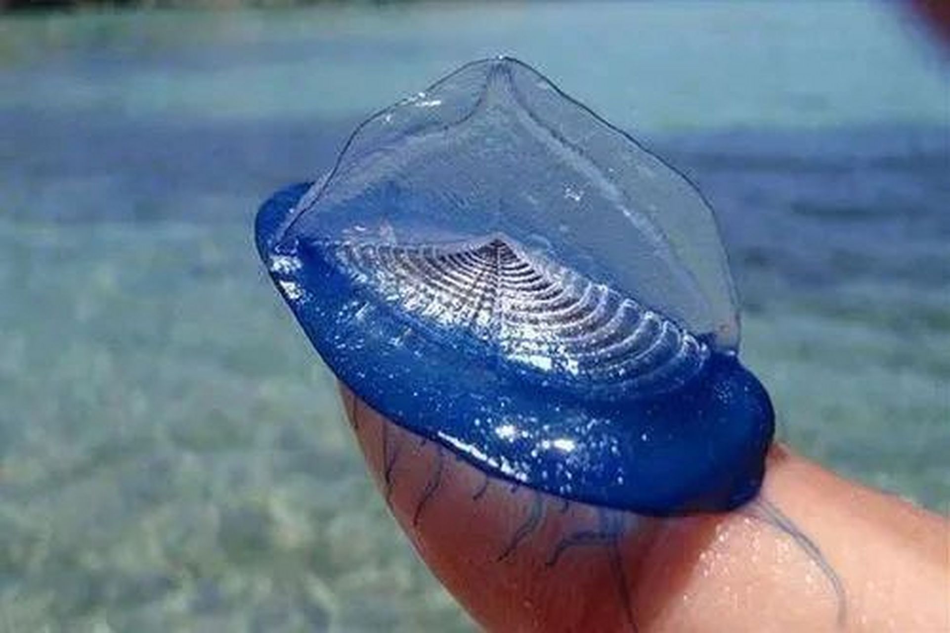 几毫米的帆水母 浮游生物 椭圆形,盘状 直径5到8厘米,小的几毫米 因