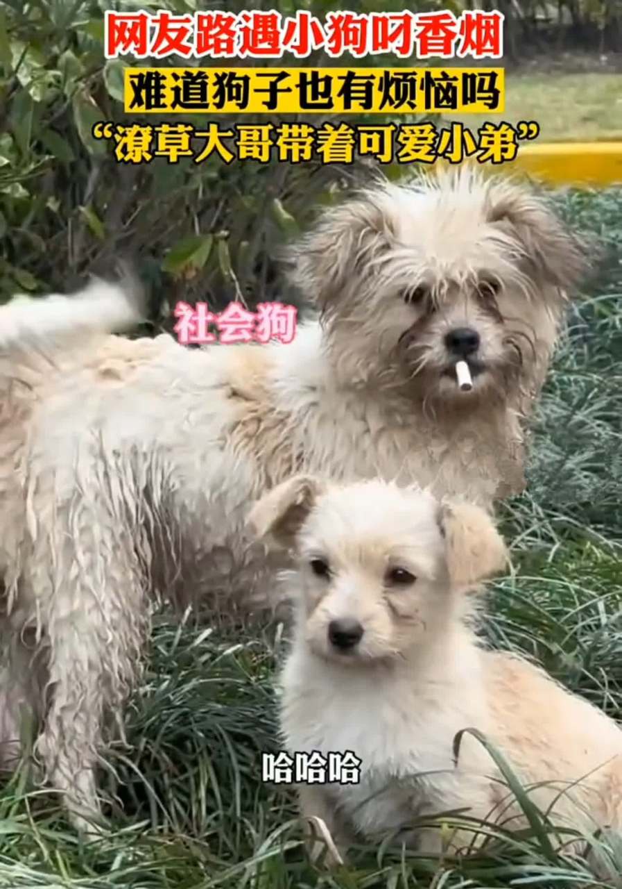 在路边的草地上,我看到一只嘴里叼着烟的"社交狗".[汗]