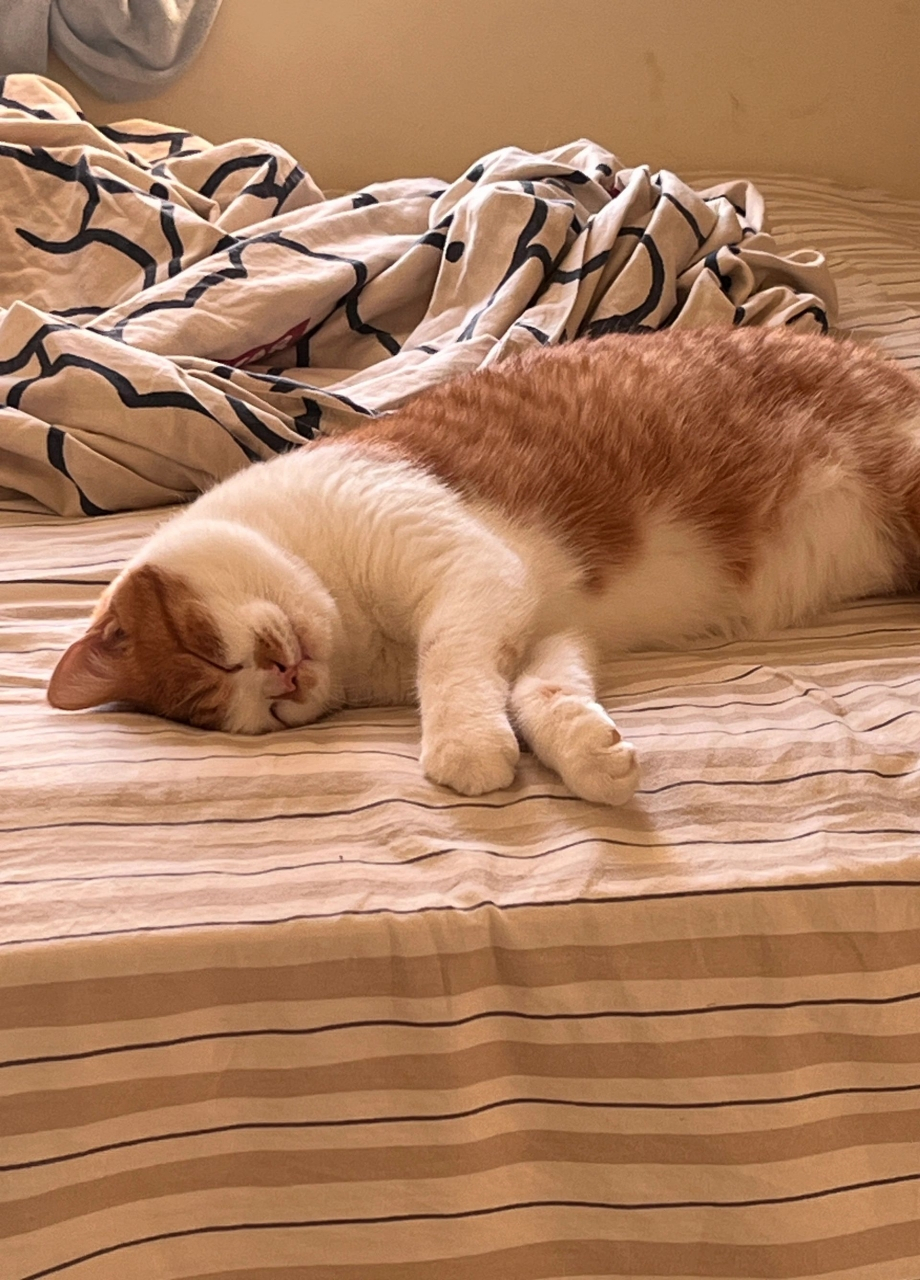 刚睡醒的猫猫原来这么可爱 在睡觉的猫猫就很好rua 捏它脸上的肉肉 都