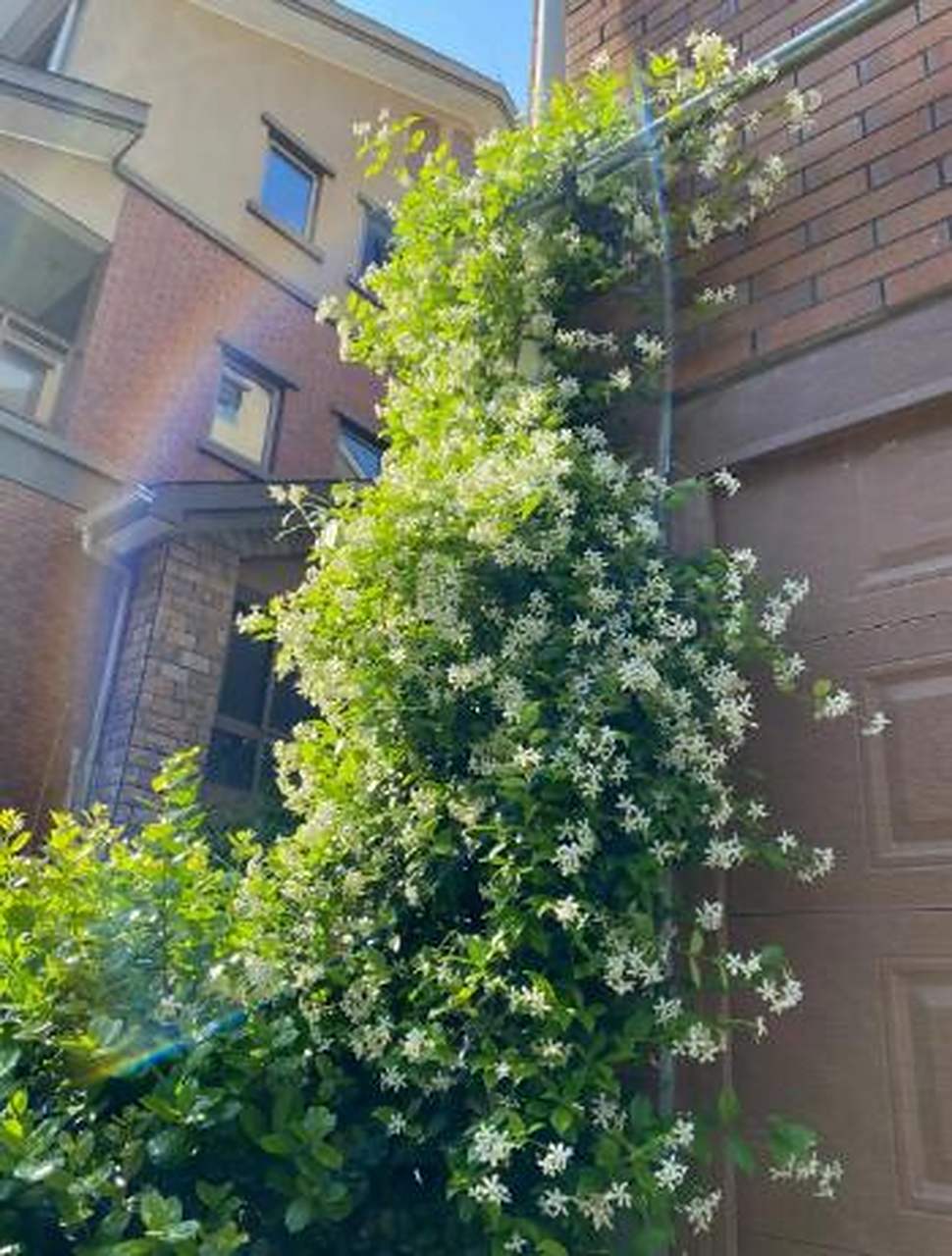 风车茉莉的花期在五六月份,开的早的四月份就开花了,风车茉莉经常作为