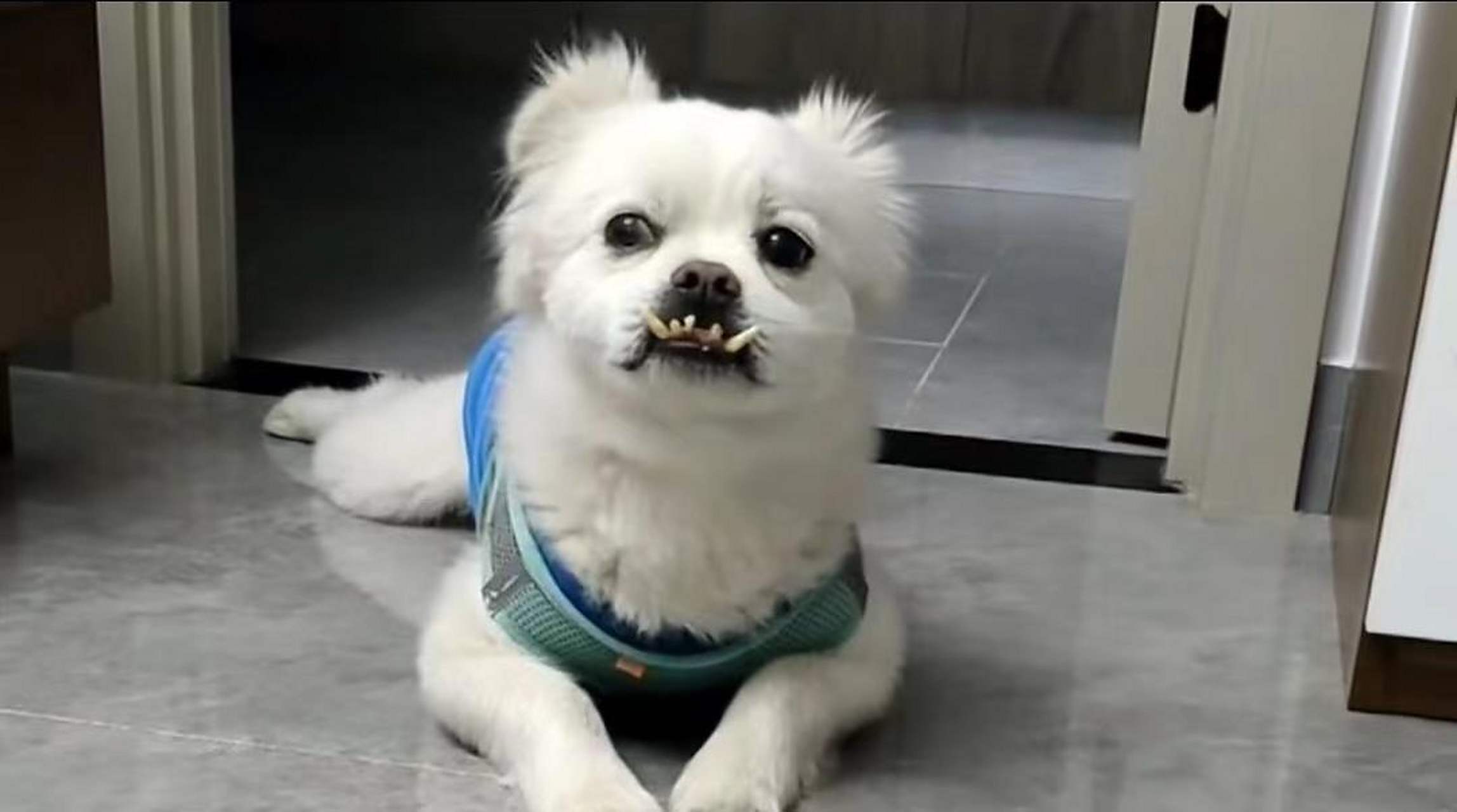 我地包天,咋的.