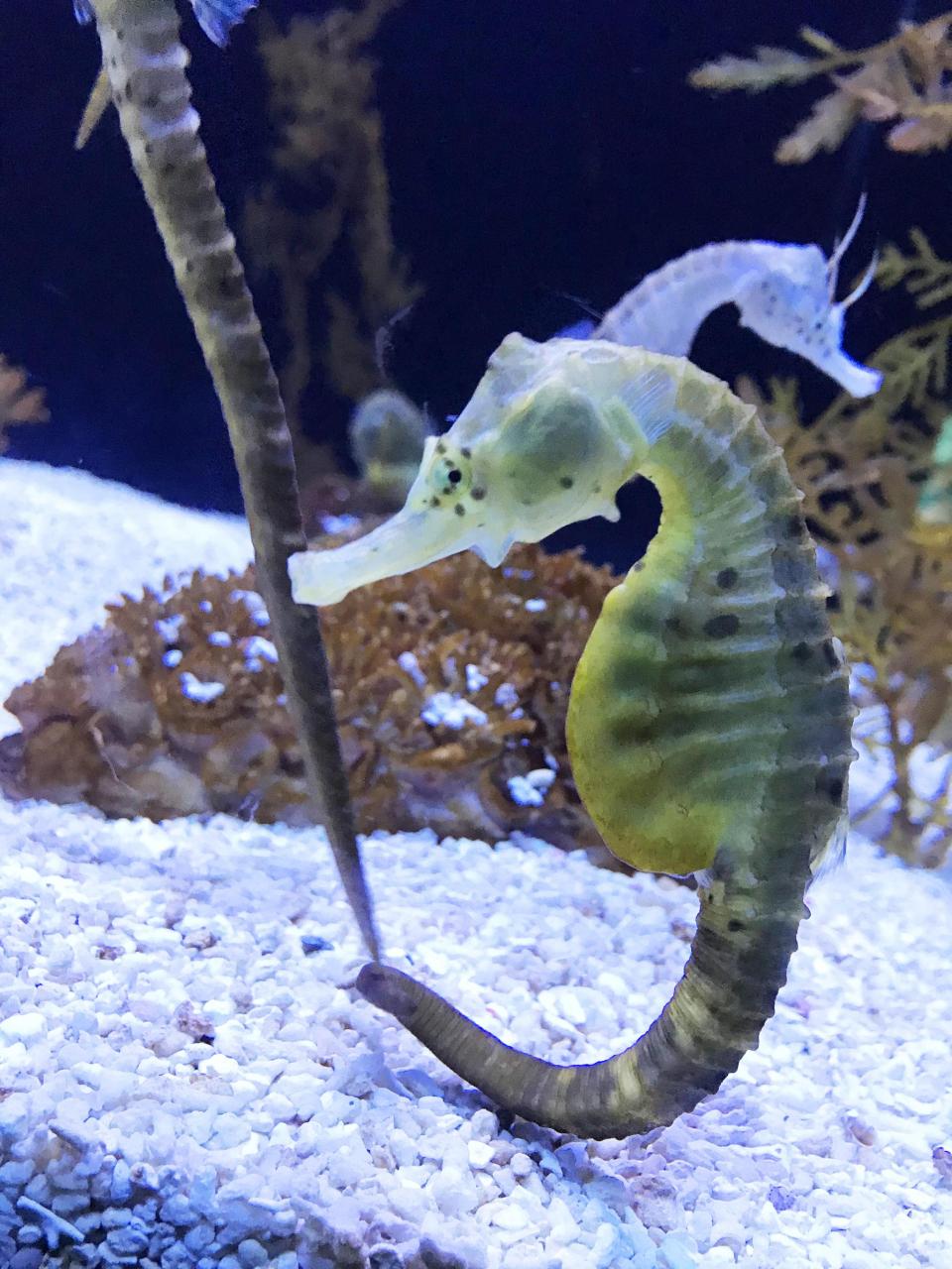 海马# #保护野生动物#   公海马也能繁殖下一代?