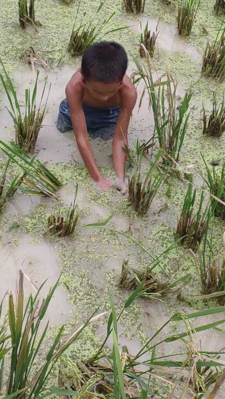 想起了自己小时候!童年抓鱼是最欢乐的