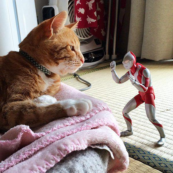 陪橘猫长大的奥特曼,橘猫的长势是奥特曼始料未及的哈哈哈 图源网络
