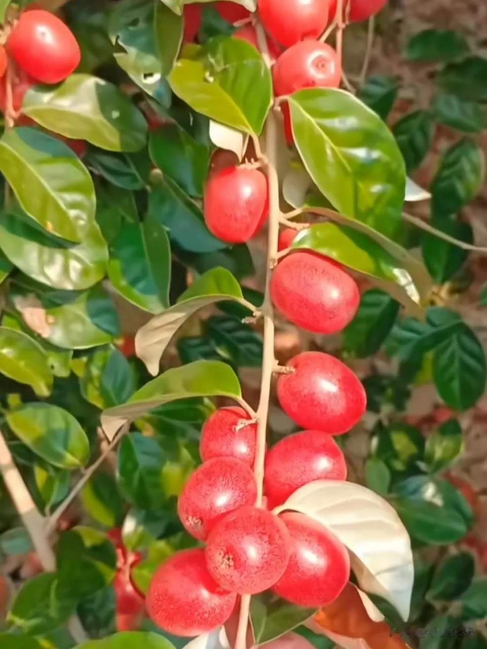 吃点山里的野果子,绿色天然,营养丰富,这个通红的野果子叫羊奶果.