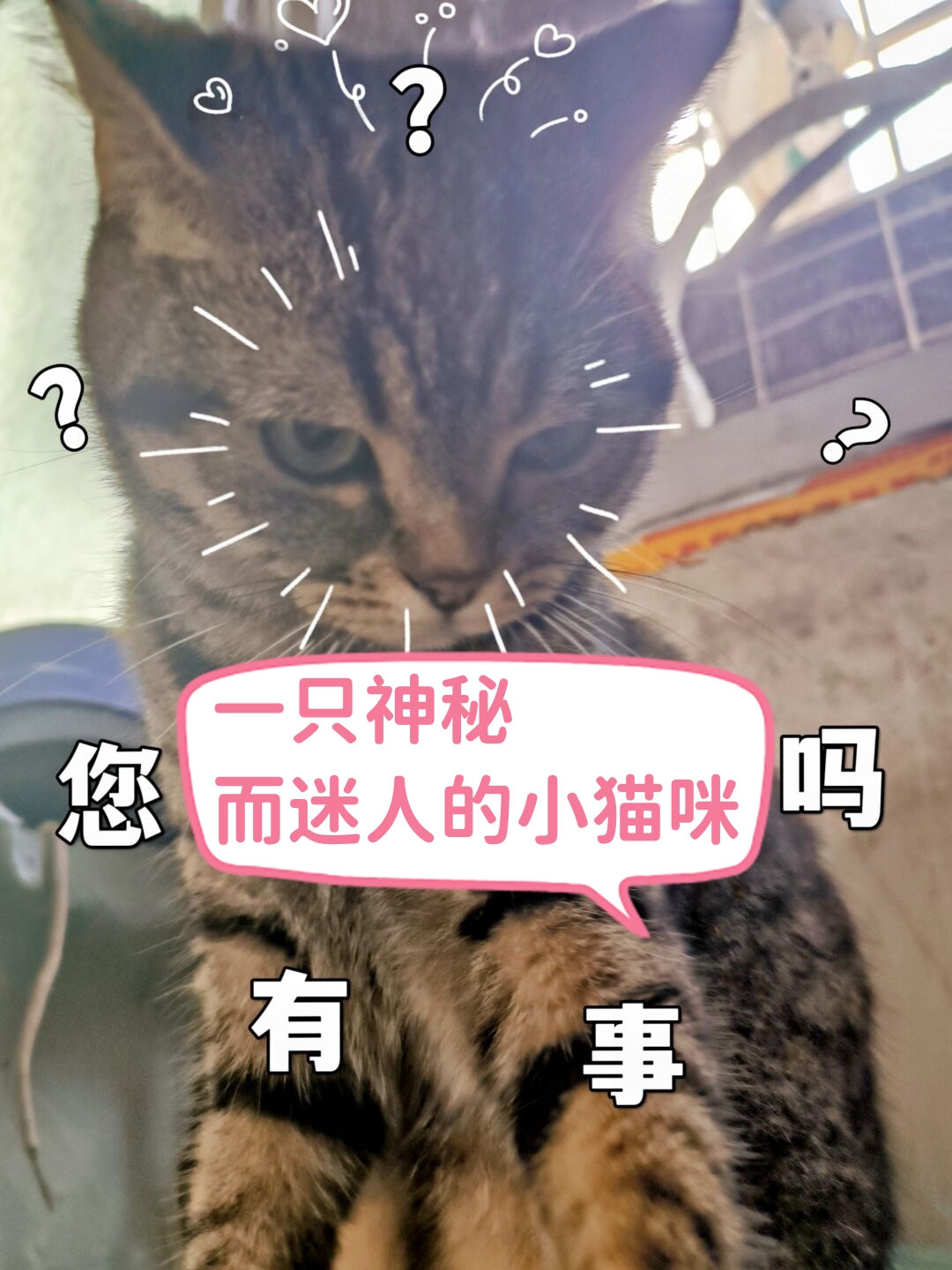 好迷人表情包寻求一只小猫的图片表情包黑不溜秋图片表情包