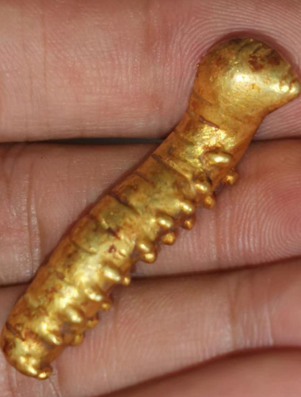 这条大金虫还挺可爱的