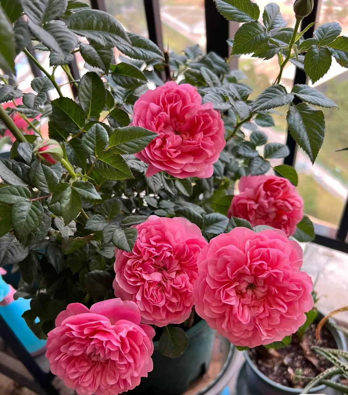 一款适合阳台养的微型月季花——红色果汁阳台,也叫红果汁,我觉得可以