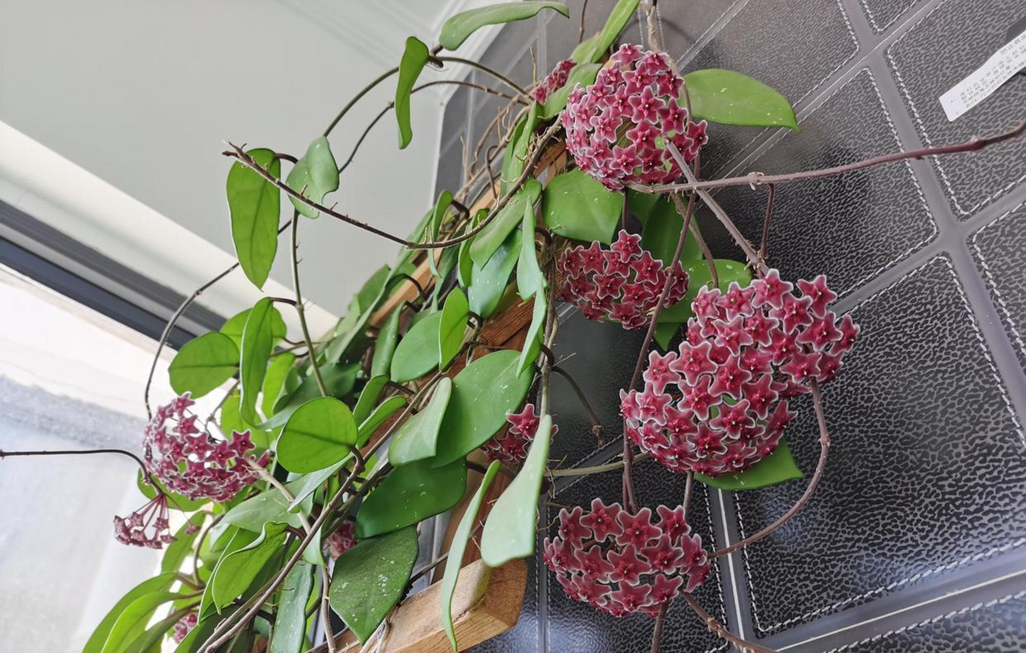 推荐一款优秀的室内盆栽绿植——"绿叶红花"球兰,耐阴性不错,在光照不