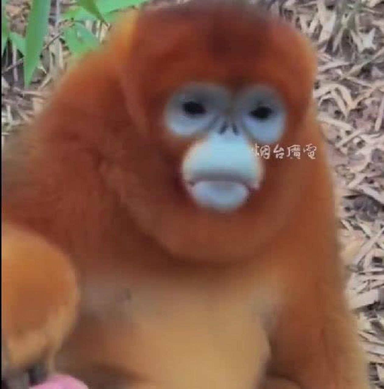 峨眉山猴子:这只猴子傻了!