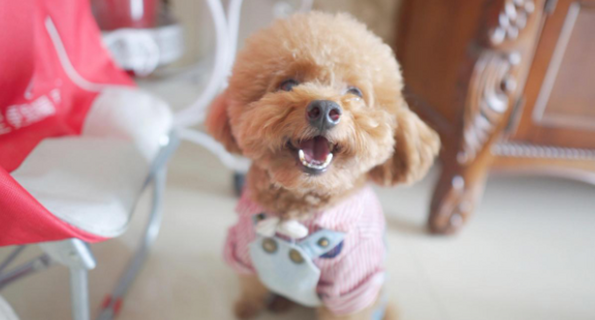 狗狗的笑容这样也太治愈了吧