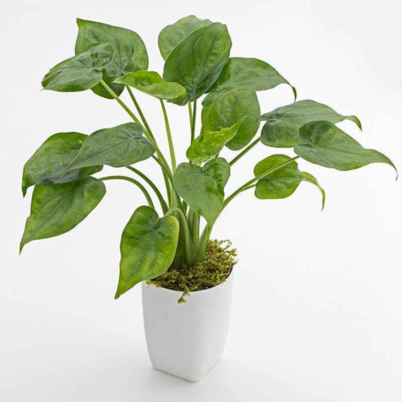 那么,今天我们就来介绍一种绿色植物-盆栽滴水观音的养殖方法和主要