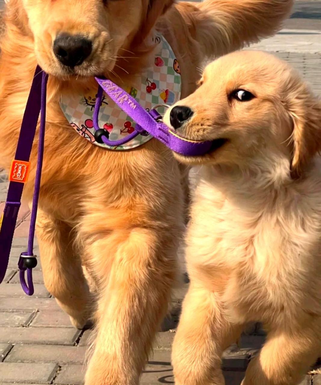 这两只狗的表情中充满了800个心眼子,真是可惜它们不是人类.