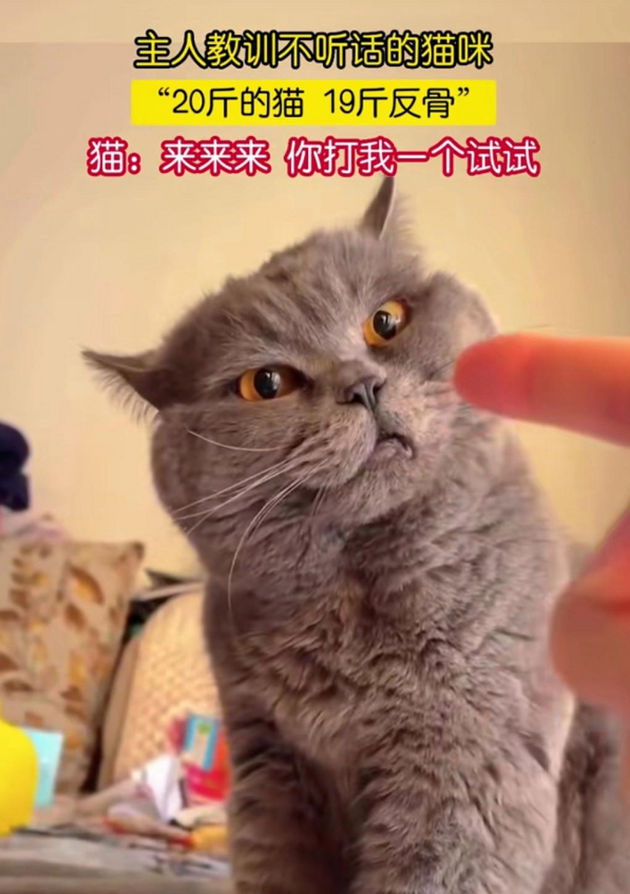 猫:来来来,你打我一个试试.