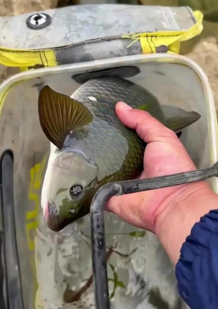 这是什么鱼,第一次见,滑溜溜的