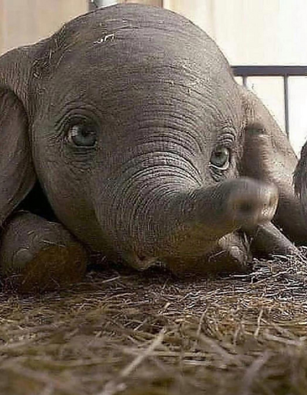 原来小象的表情这么可爱,和小飞象的一模一样!