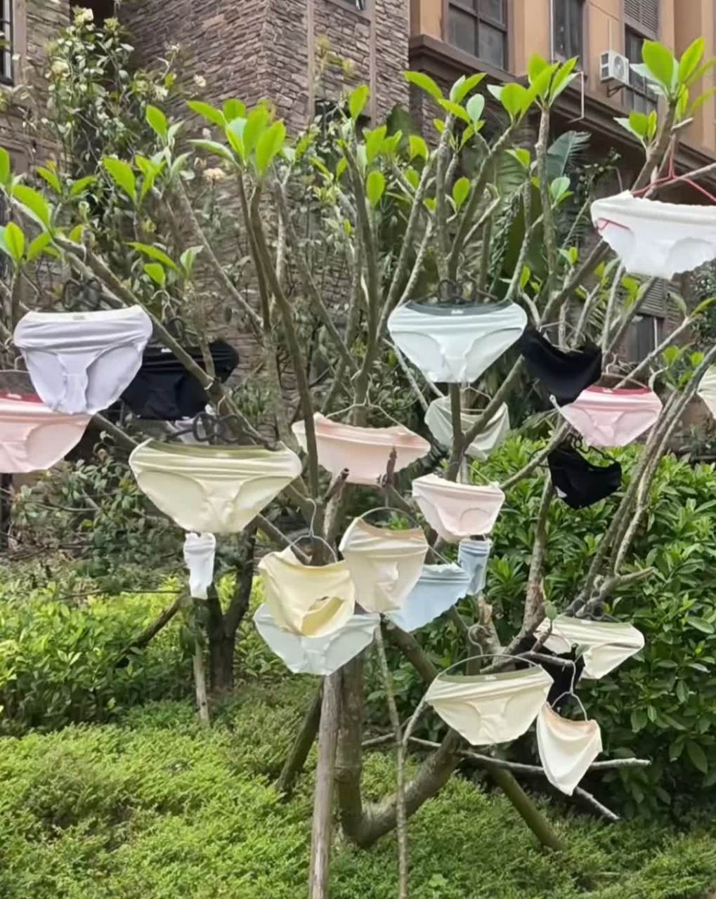 太尴尬了,邻居们都在小区绿化带的树上晒内衣[大笑][大笑]#搞笑