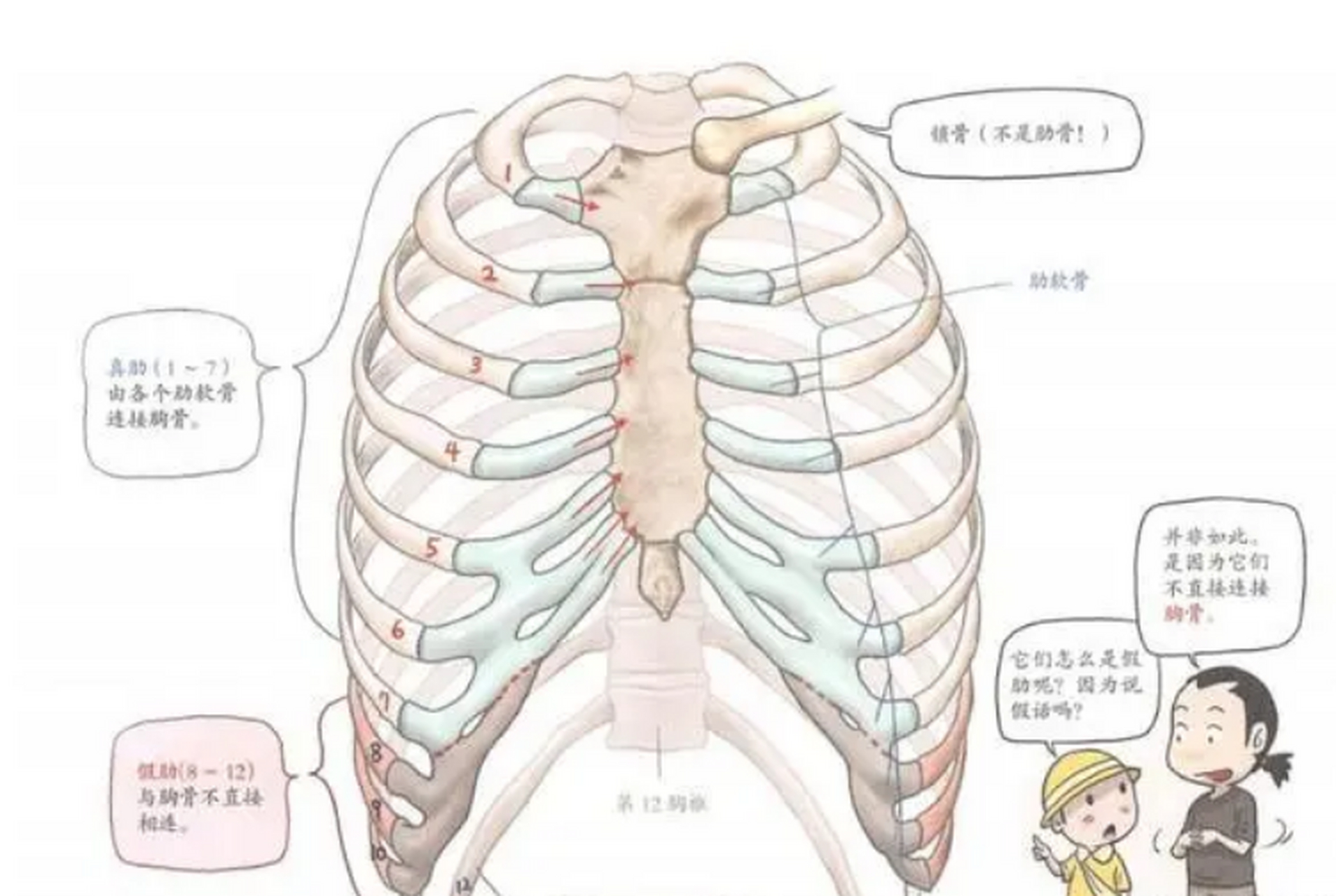 心脏与肋骨位置关系图图片