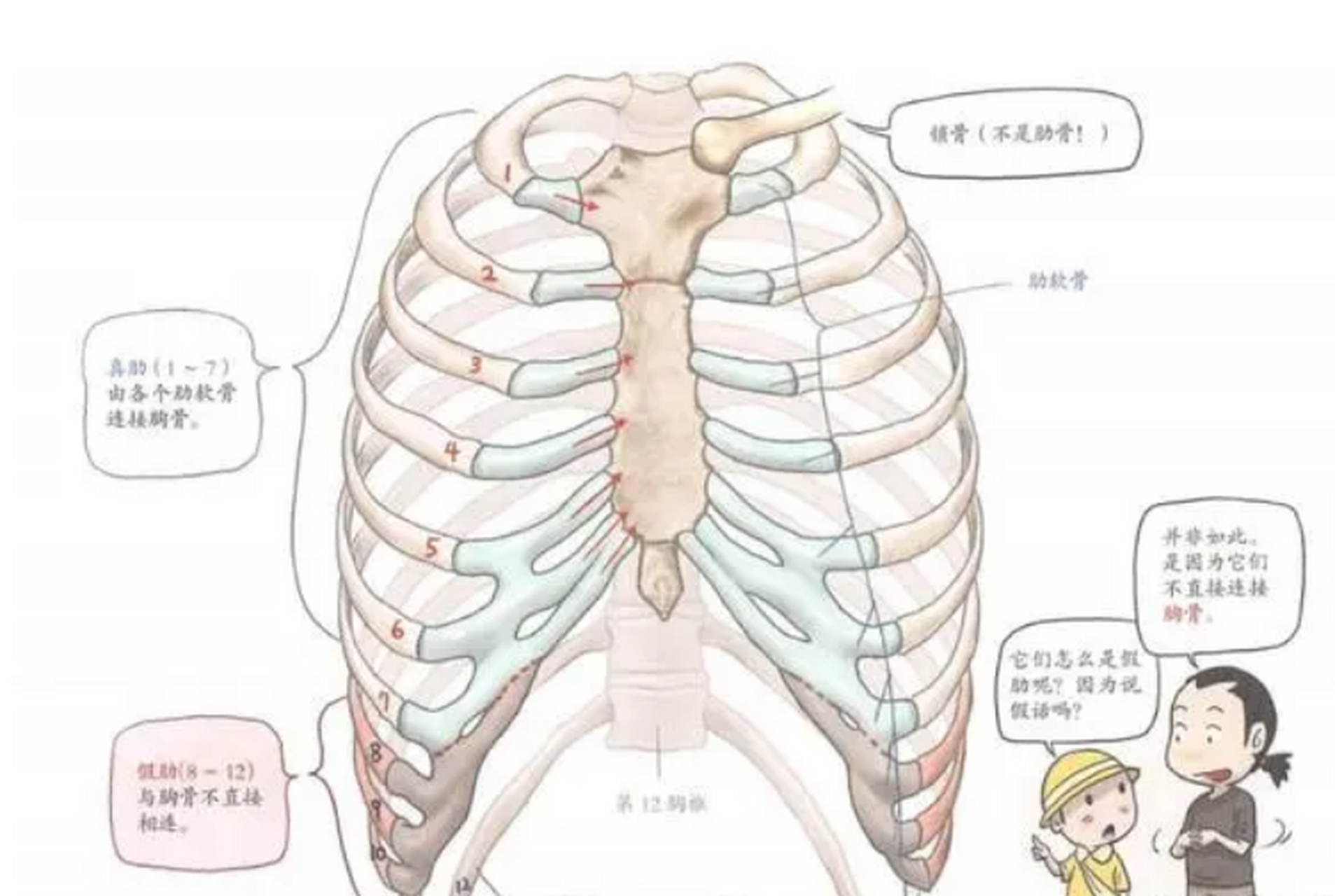 网友:再怎么心肺复苏按压,,也不能能压断7根肋骨吧?