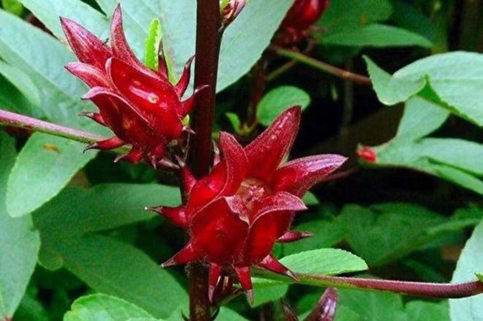 今天给大家介绍一下常见的盆栽植物——洛神花的养植方法.