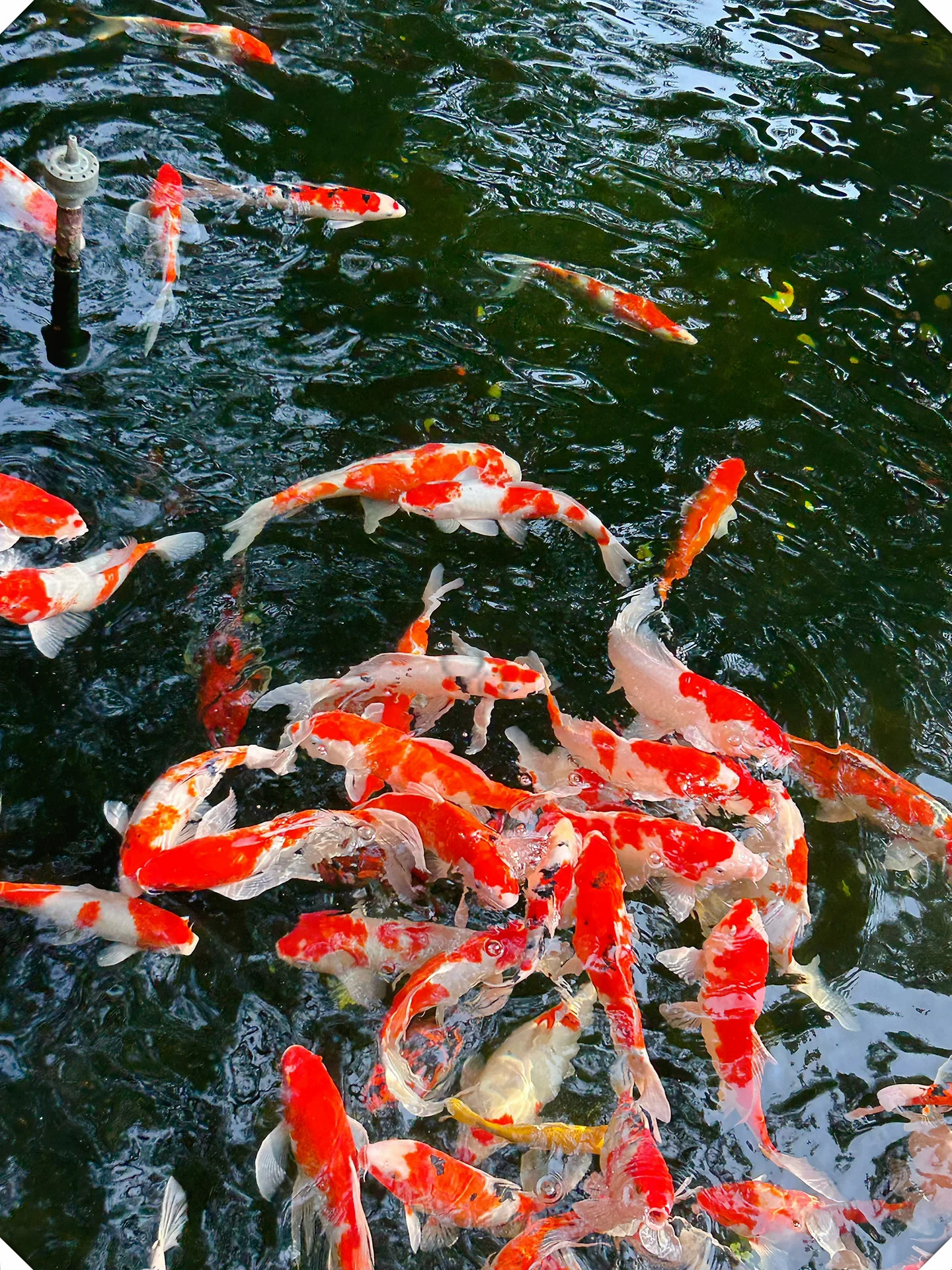 听说法喜寺超灵对求姻缘求子求财神都有效果哦