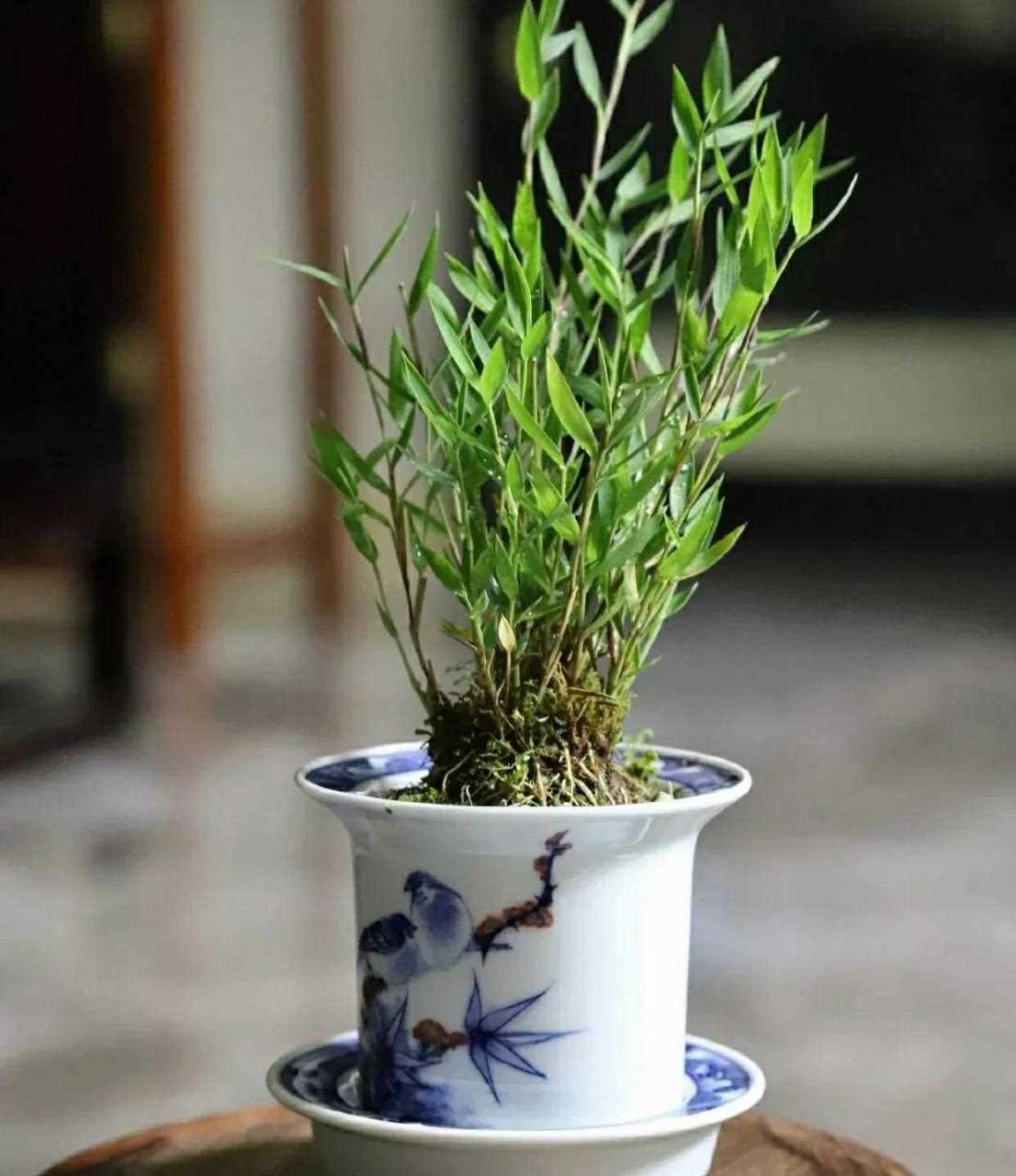 家有竹  人富贵   事业旺  节节高  家庭盆景翠竹欣赏