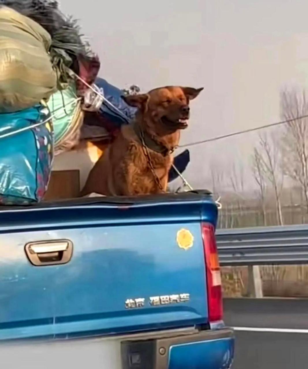 带着狗子搬家,看着它幸福的表情,仿佛整个世界都变得甜蜜起来.