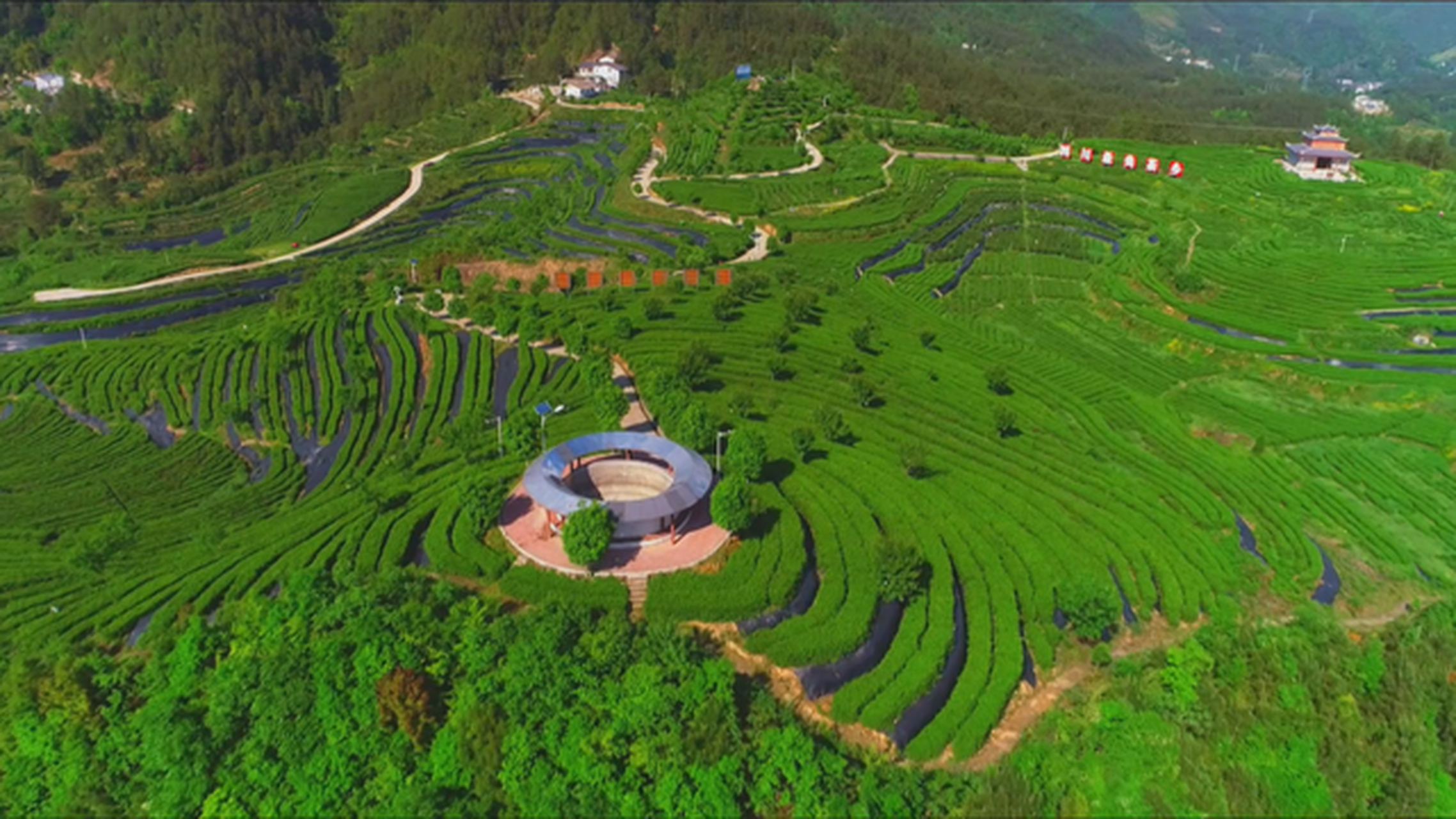 走进万源市固军镇三清庙村蜀韵观光茶园,漫野苍翠,百花争艳,步游道
