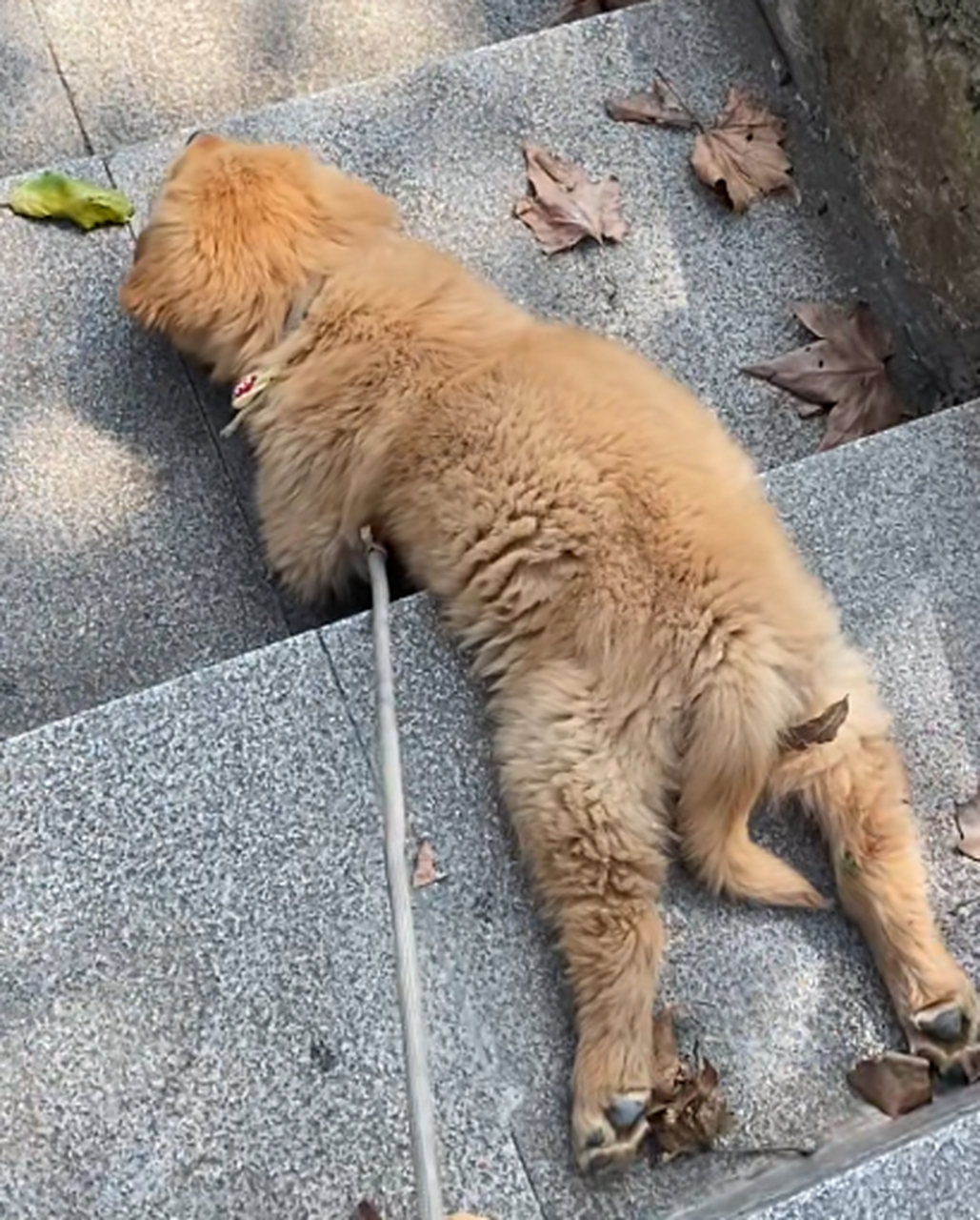 这就是所谓的累趴了吧,看着小狗生无可恋的样子,歇歇吧