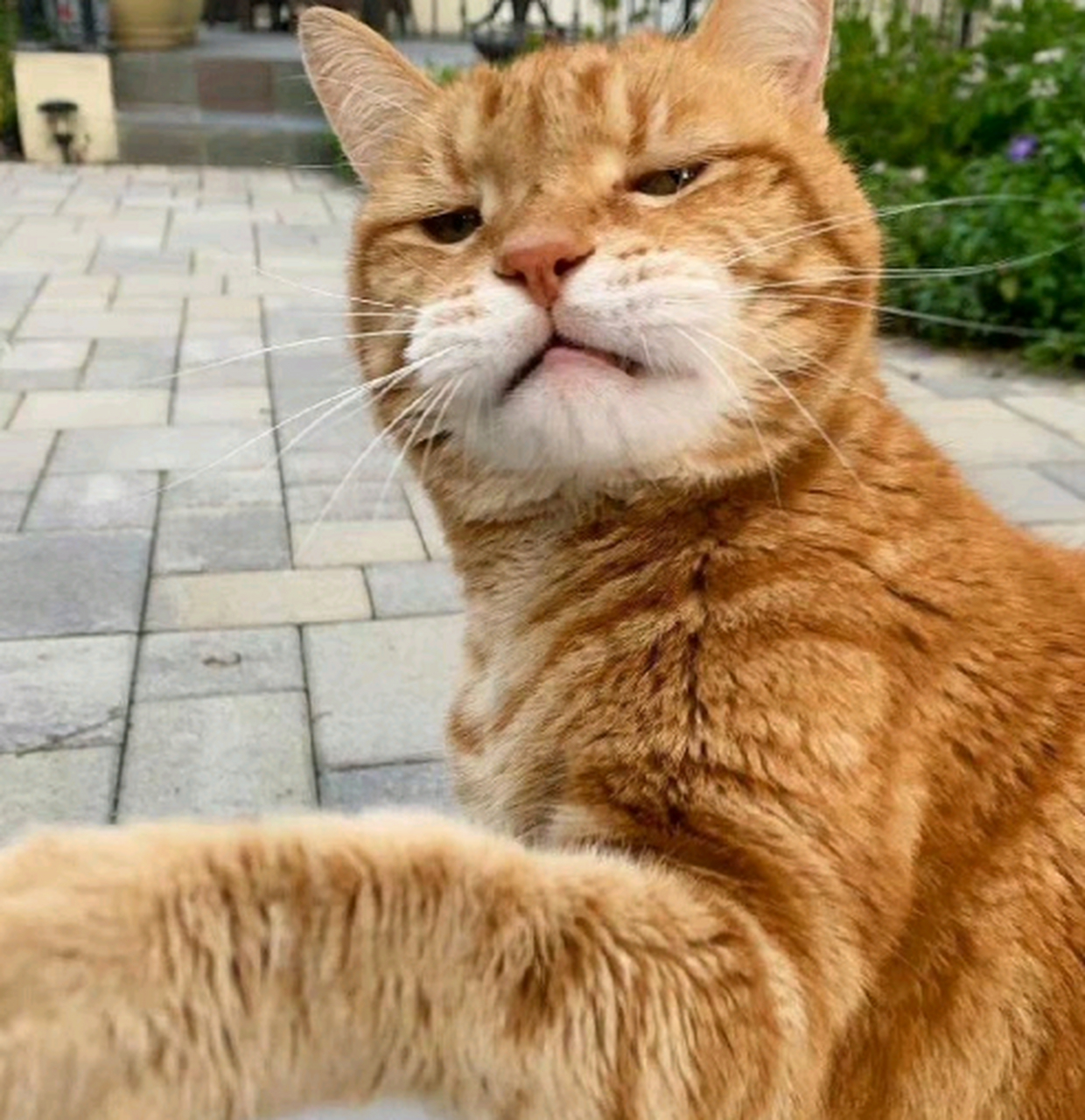 没见过比它还拽的猫