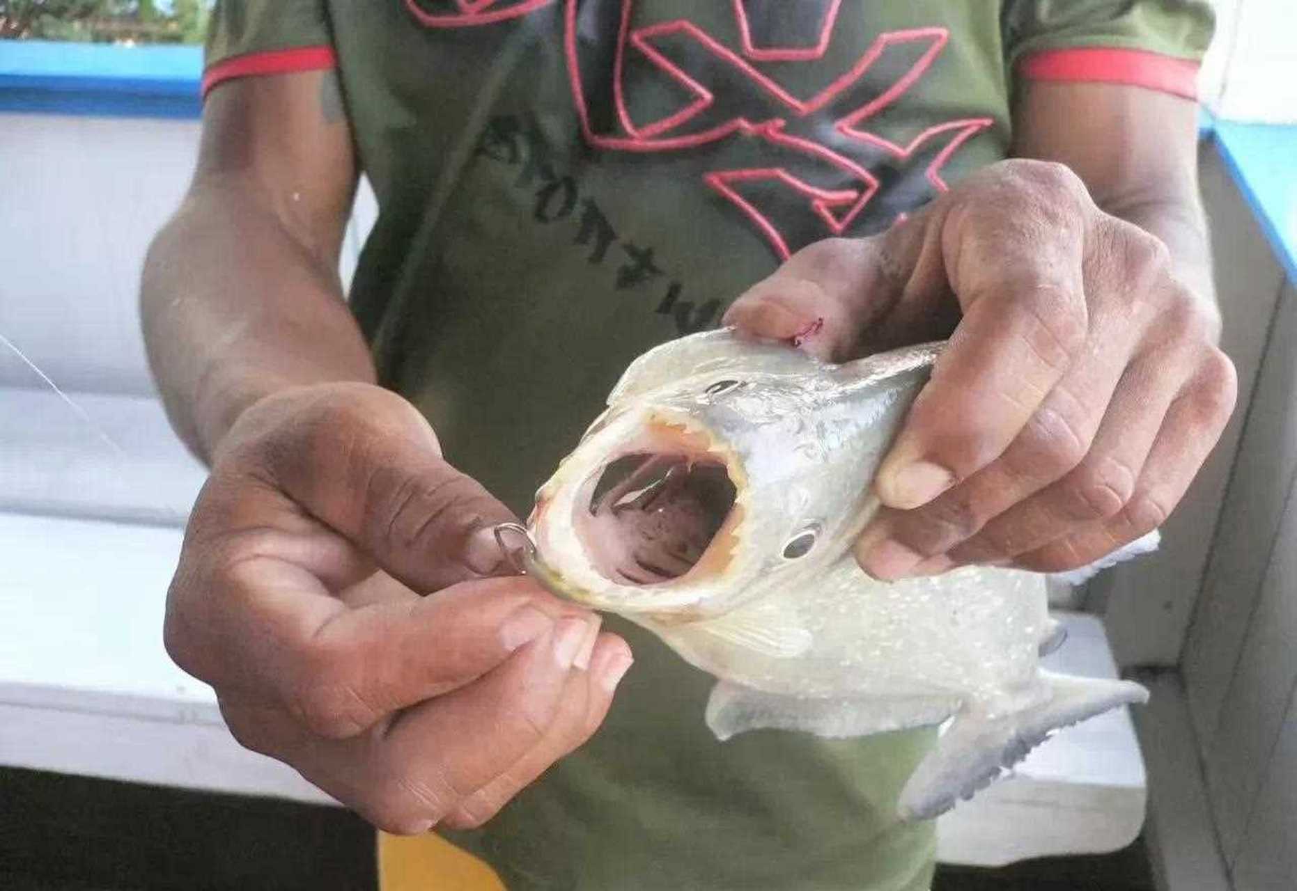 电鳗电食人鱼图片