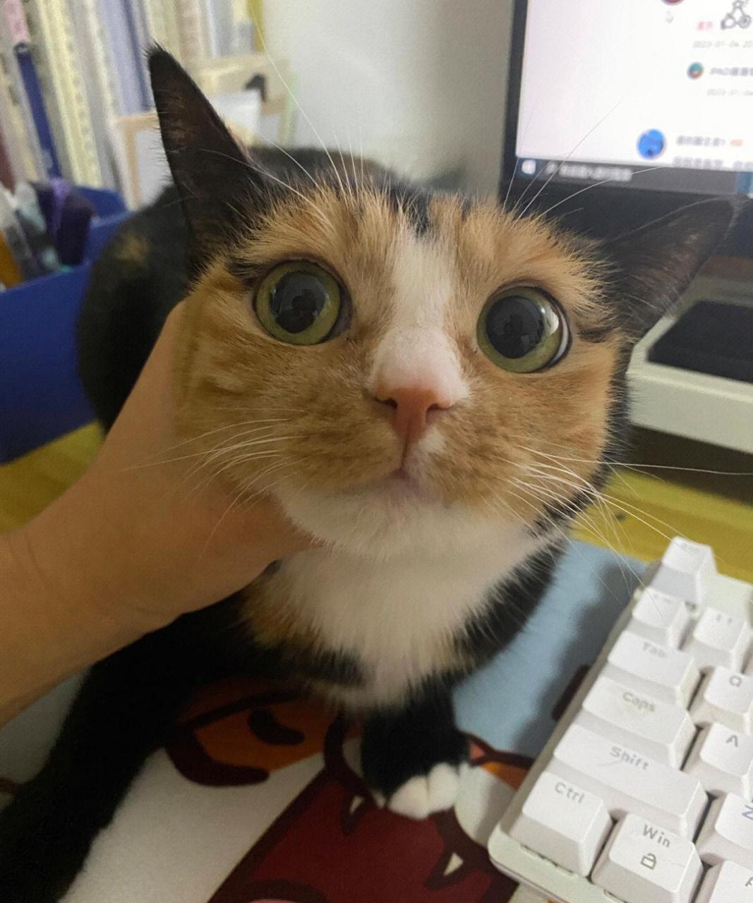 这是哪两种猫的杂交种?