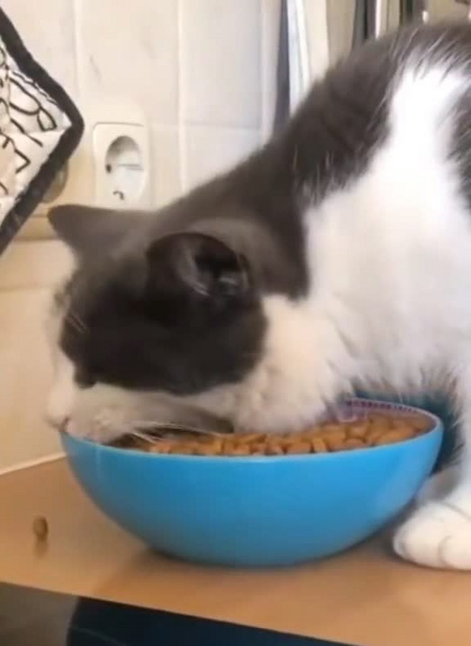 猫:大口吃真好吃![没眼看]