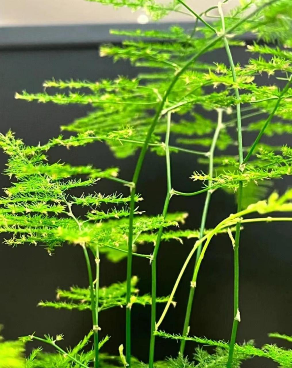文竹 1,了解文竹:百合科天门冬属,多年生常绿蔓性草本花卉;为极具观赏