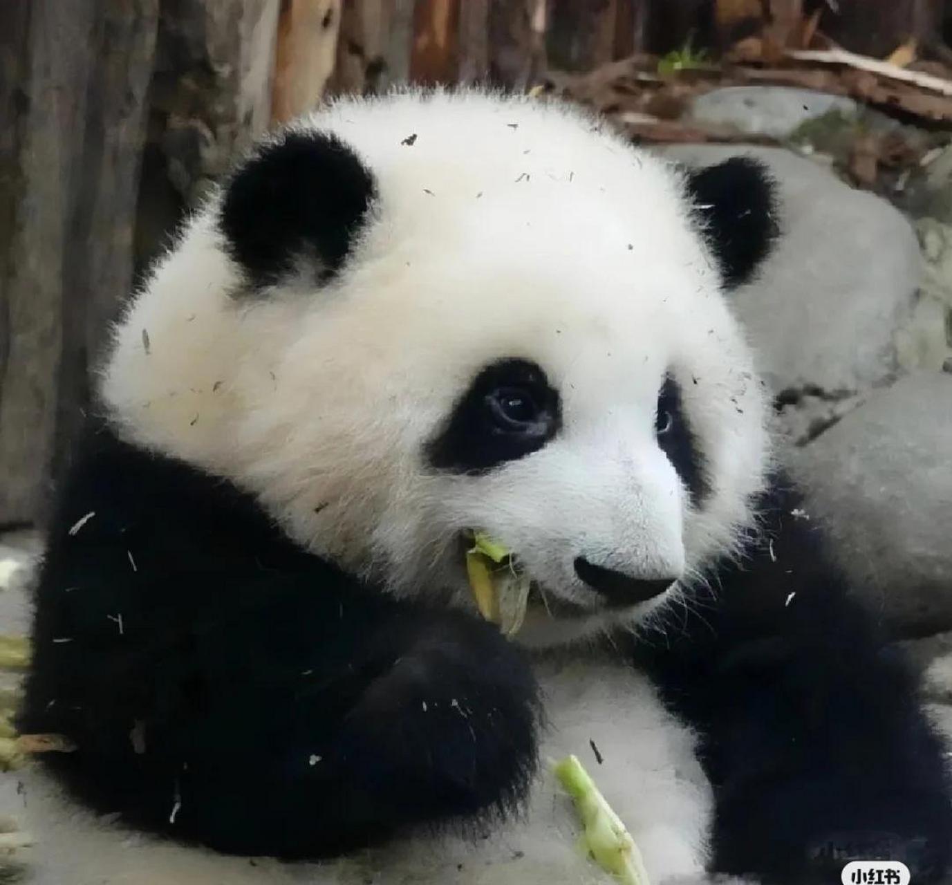 圆嘟嘟的大熊猫真可爱