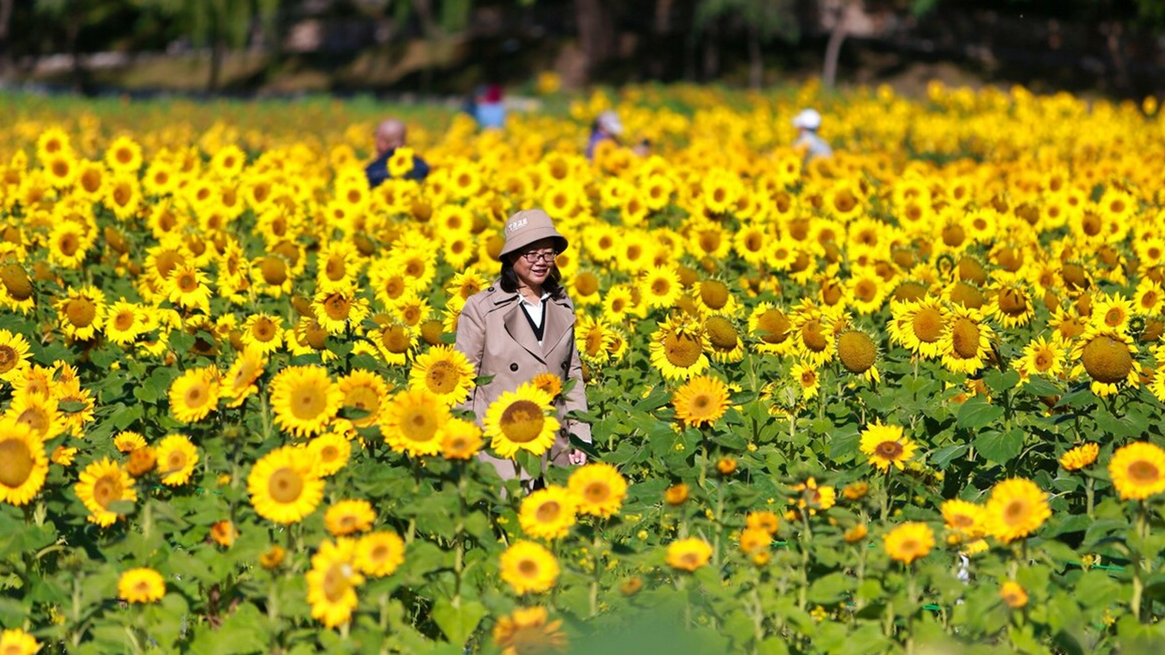 金秋时节,沈阳北陵公园湖心岛两万平向日葵鲜花盛开,金黄的花海在阳光
