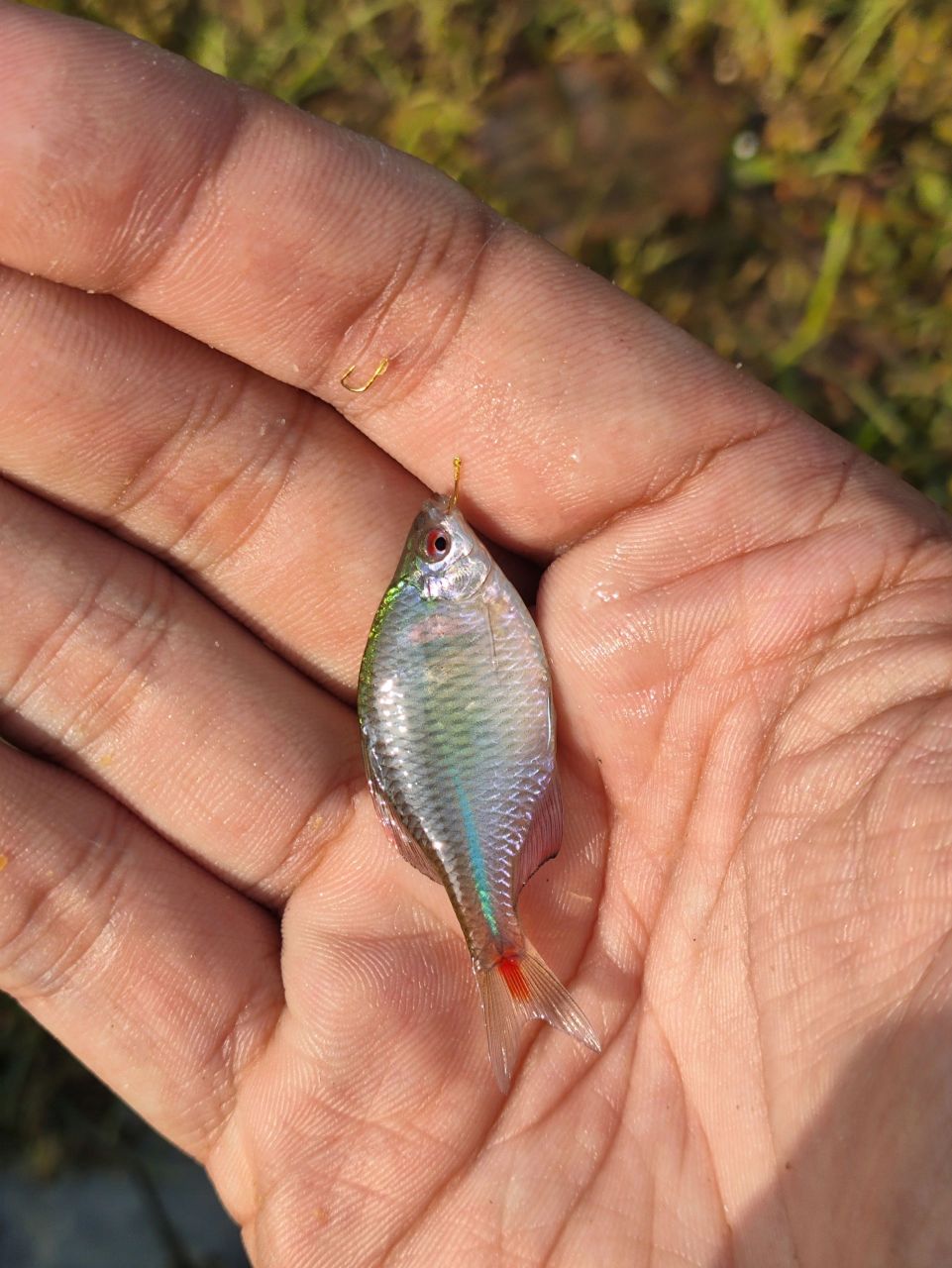 小鲫鱼也很多, 相对大一些, 一个半小时钓了十多条鱼, 只有四条鳑鲏