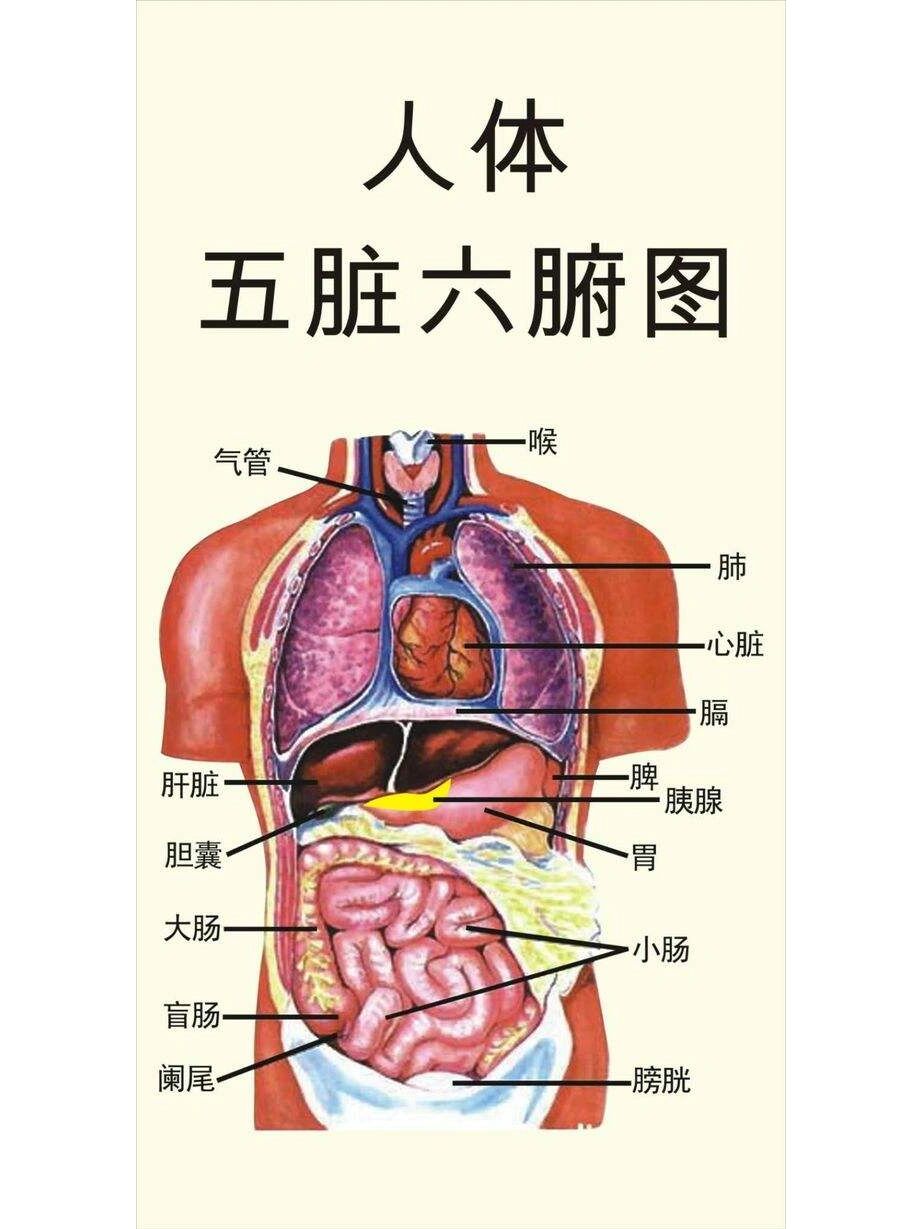 是怎样运化的? 五脏六腑统指人体内的各种器官