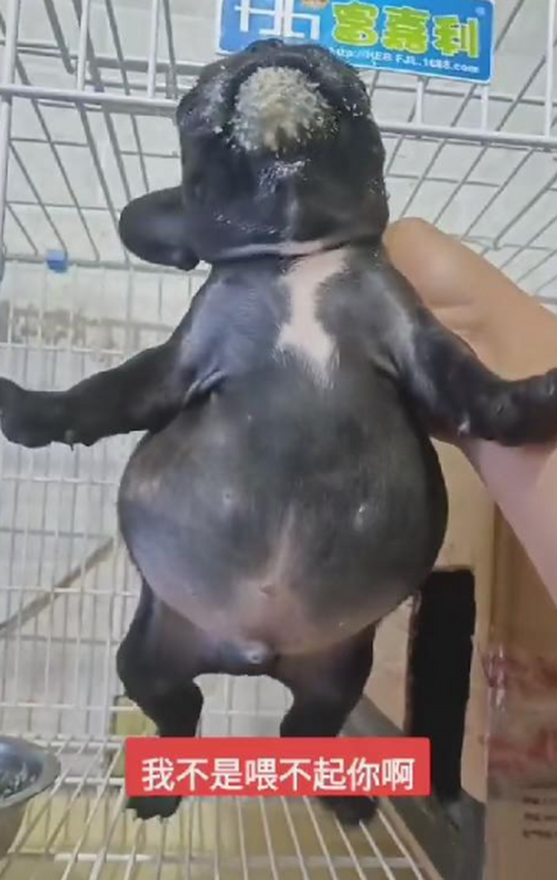 上辈子是饿死鬼投胎的吧!
