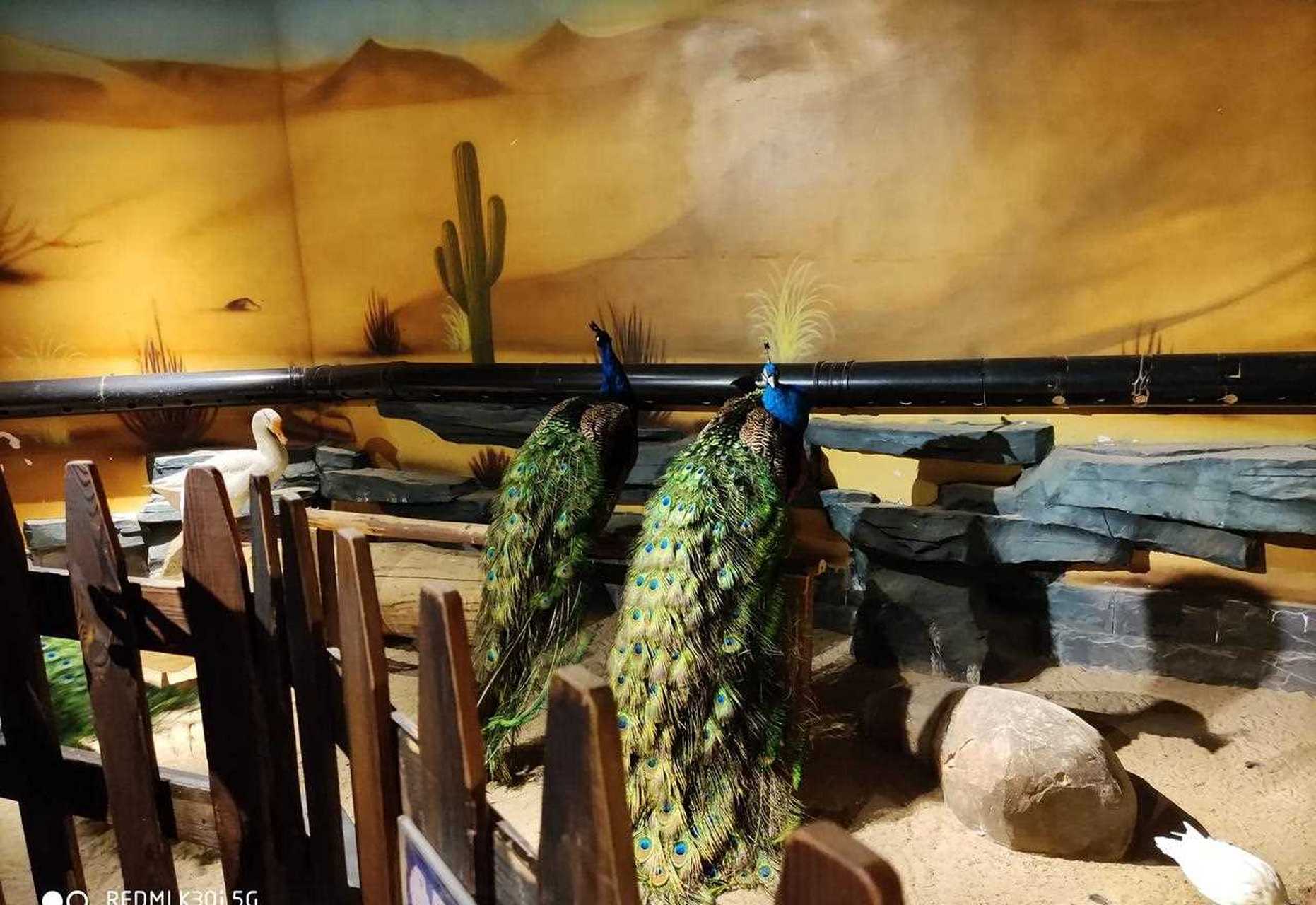 天津和平区的天河城里有个室内主题动物园你去过吗?