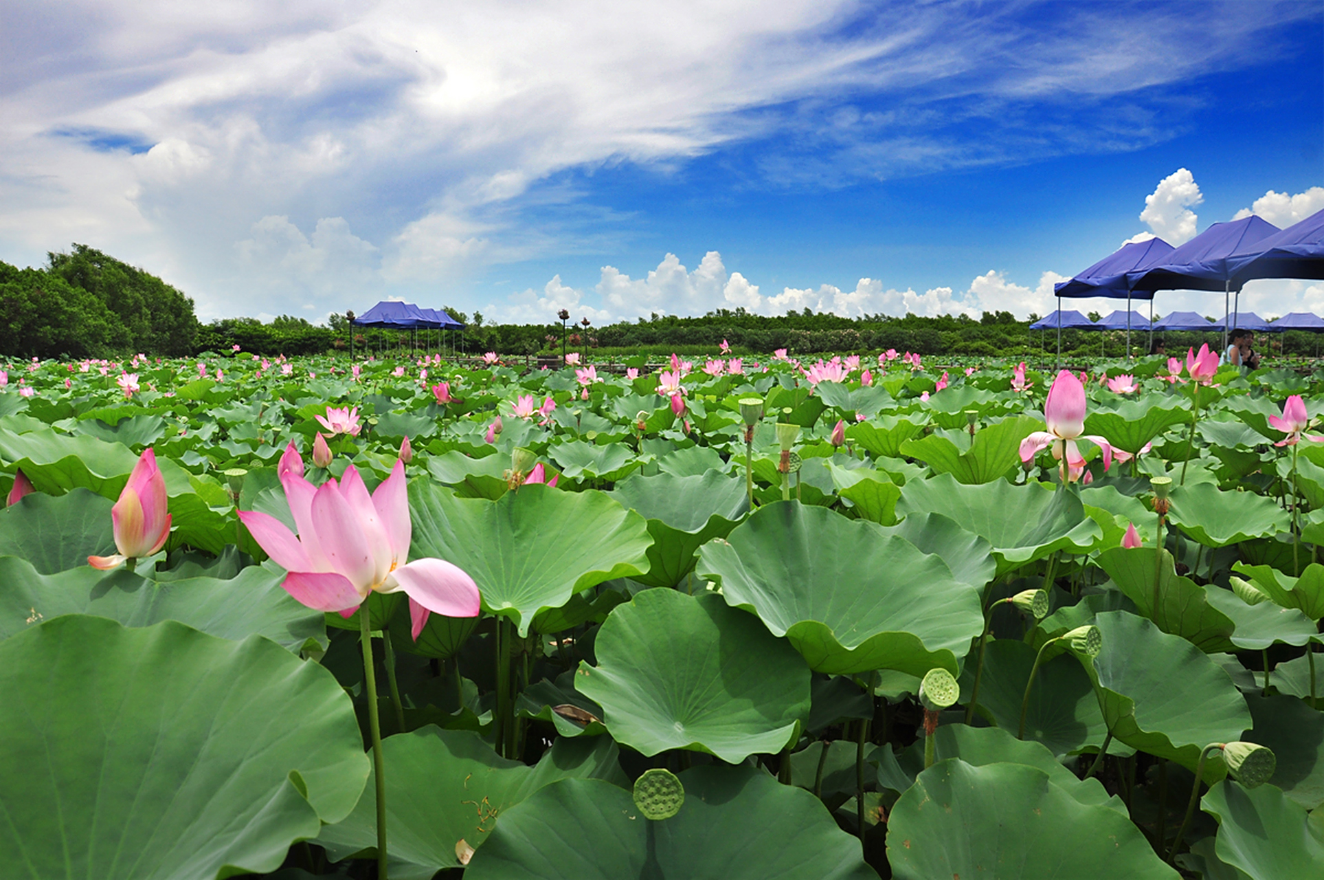 作为羊城新八景之一的南沙湿地景区,也是一个夏日欣赏莲花的好地方.