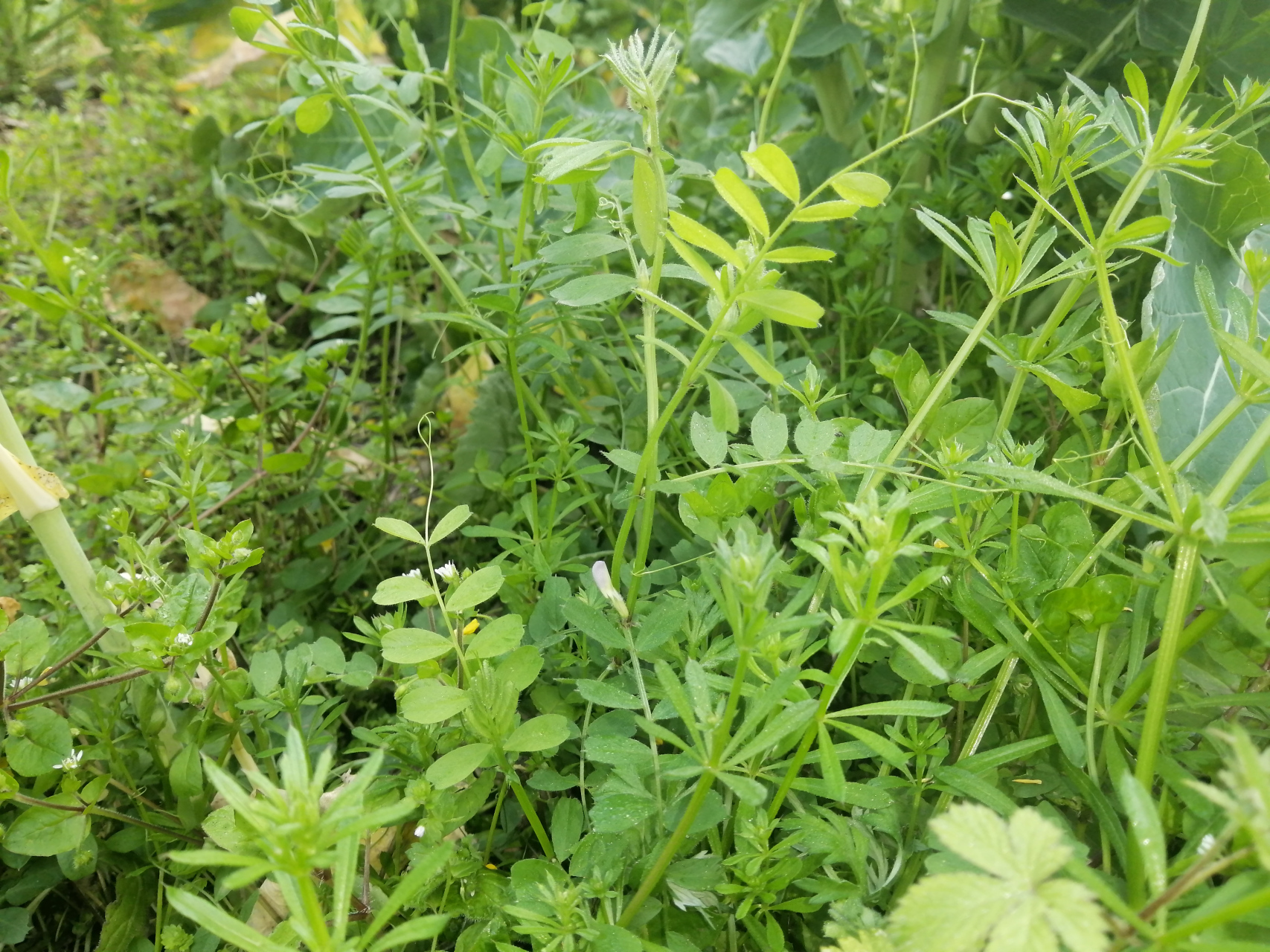 我不知道为什么成都地区称这种野菜为"苕菜",四川的田间地头院坝角落