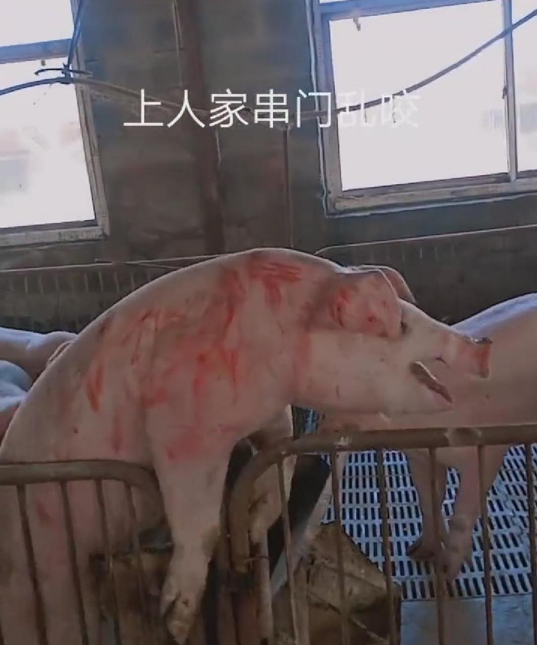 原来猪也会咬人啊[泪奔] 这只猪被咬得太惨了吧[左捂脸]