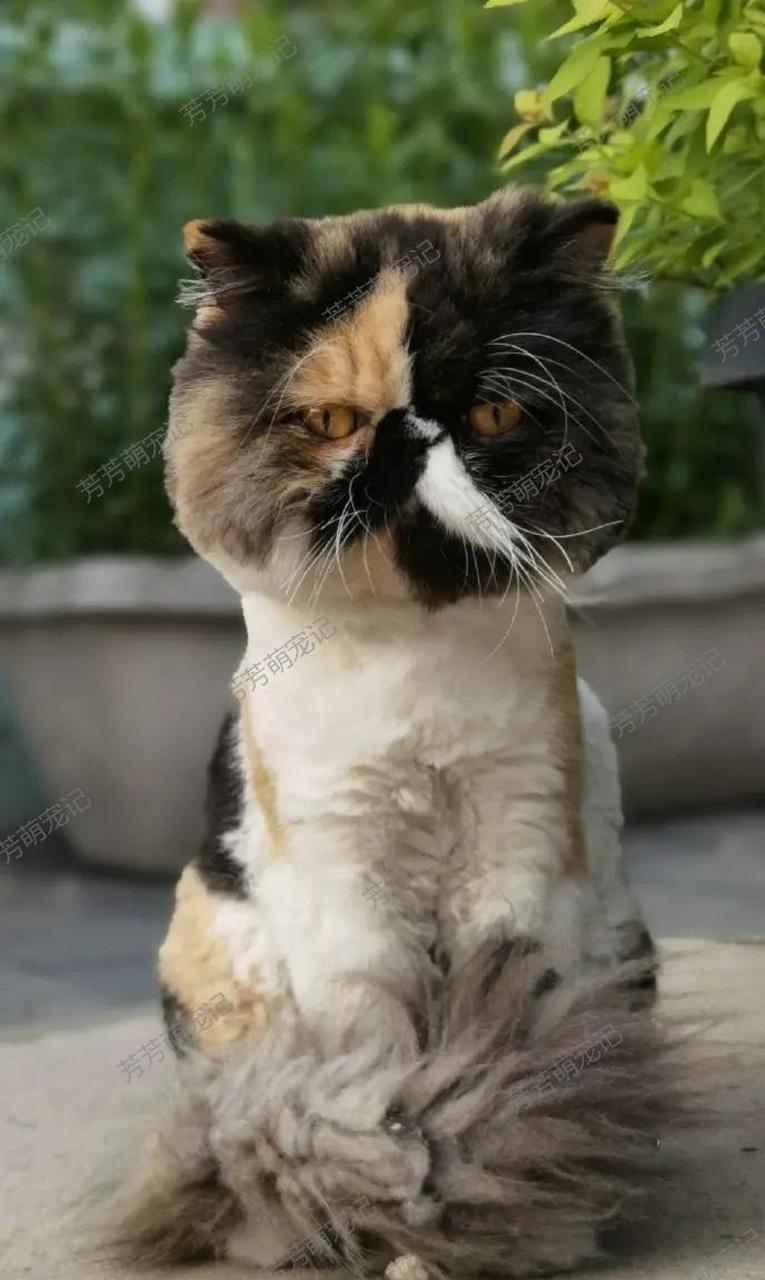 [大笑]第一次见长得这么丑的猫,关键是色彩还特别缤纷,两撇小胡子的
