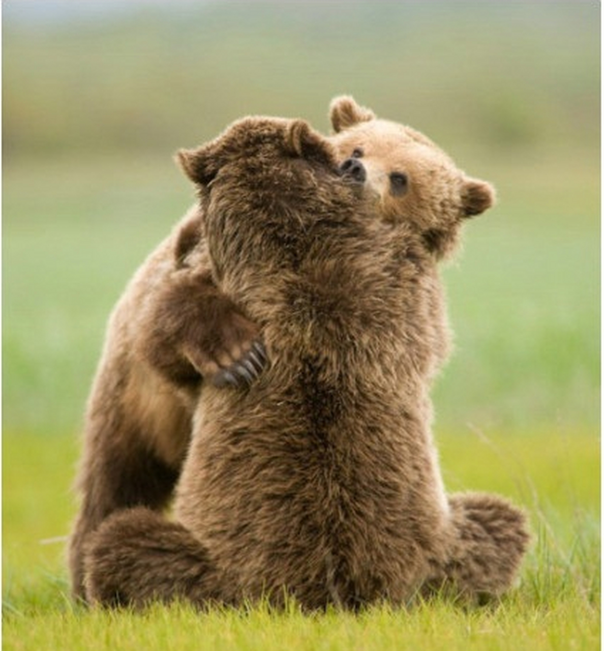 笑不笑由你趣图:名副其实的熊抱