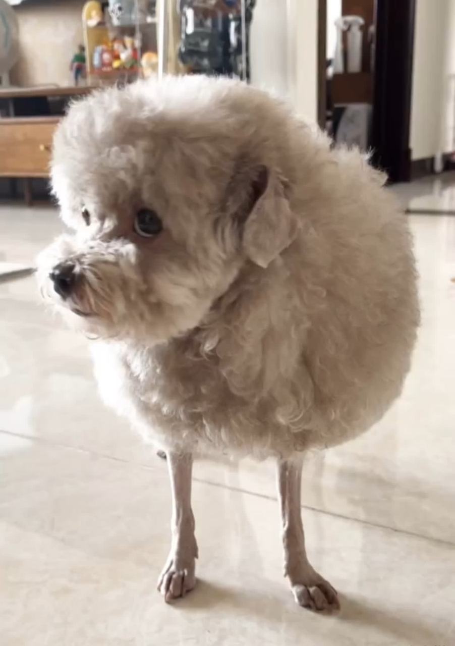 一只"像羊"的狗![滑稽]