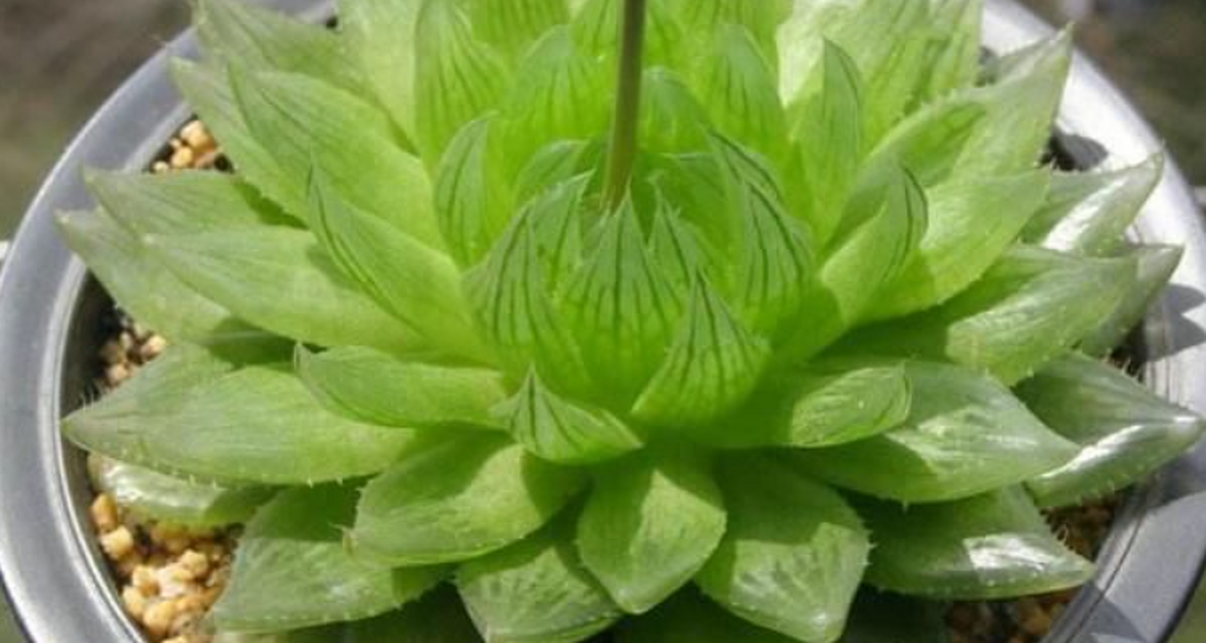 樱水晶的养殖方法和注意事项  樱水晶(sedum rubrotinctum),也被称为"