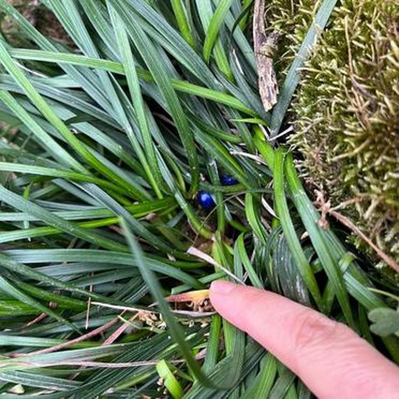 在山里被发现,这是什么植物的种子?长的就像蓝宝石一样